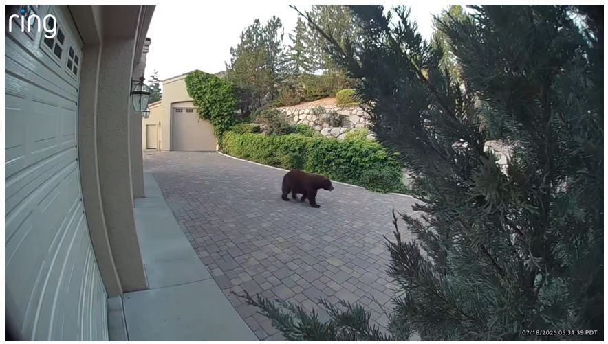 Brown Bear